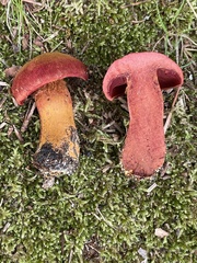 Cortinarius harrisonii