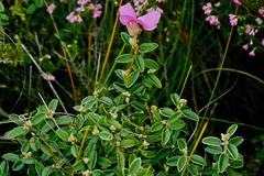 Podalyria burchellii