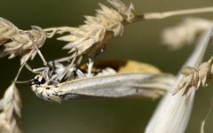 Spiris striata