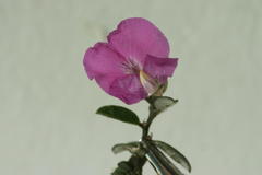 Podalyria burchellii