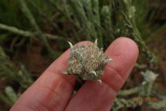 Helichrysum glomeratum