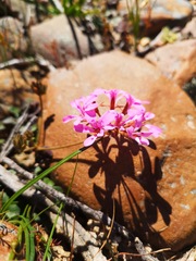 Pelargonium chelidonium