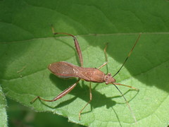 Riptortus linearis