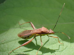 Riptortus linearis