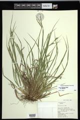 Carex digitalis digitalis