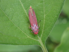 Bothrogonia indistincta