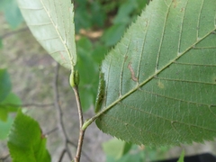 Phyllonorycter ostryaefoliella