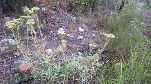 Crassula multiflora