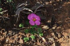 Oxalis fergusonae