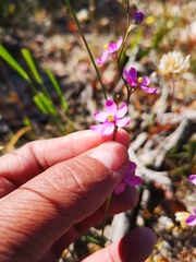 Ixia scillaris