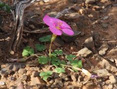 Oxalis fergusonae