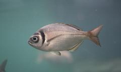 Boopsoidea inornata