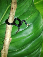 Atractus occipitoalbus
