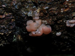 Ditangium cerasi