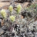 Thompson's Indian Paintbrush - Photo (c) J Brew, some rights reserved (CC BY-SA), uploaded by John Brew