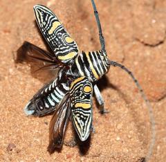 Zographus hieroglyphicus