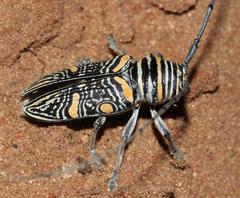 Zographus hieroglyphicus