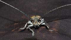 Zographus hieroglyphicus