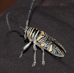 Zographus hieroglyphicus