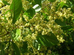 Searsia lucida lucida