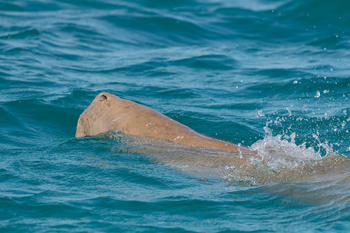 Dugong