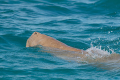 Dugong