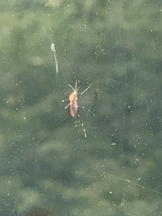 Coquillettidia perturbans