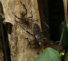 Leptoglossus gonagra