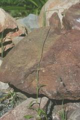 Wahlenbergia androsacea