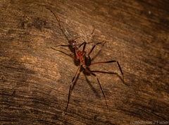 Leptomyrmex cnemidatus