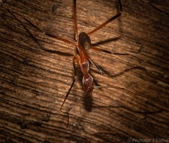 Leptomyrmex cnemidatus