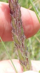 Striga bilabiata bilabiata