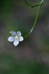 Wahlenbergia androsacea
