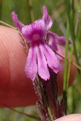 Striga bilabiata bilabiata