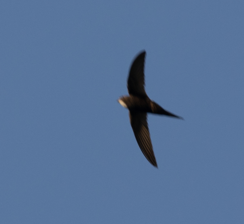 Vencejo cafre (Apus caffer)