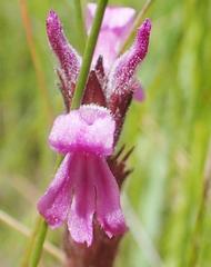 Striga bilabiata bilabiata