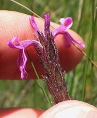 Striga bilabiata bilabiata