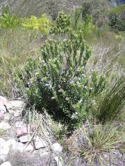 Lobostemon strigosus