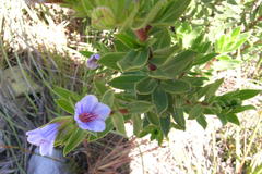 Lobostemon strigosus