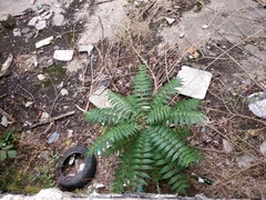 Ailanthus altissima