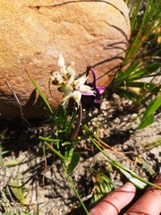 Lachenalia polyphylla