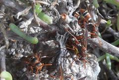 Polistes marginalis