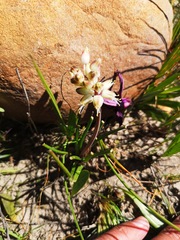 Lachenalia polyphylla