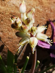 Lachenalia polyphylla