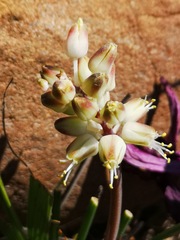 Lachenalia polyphylla