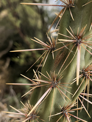 Larinia directa