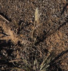 Aristida congesta congesta