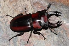 Prosopocoilus petitclerci