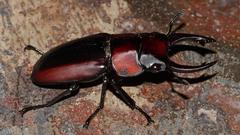 Prosopocoilus petitclerci