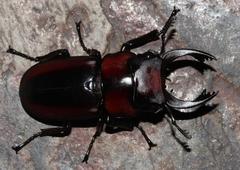 Prosopocoilus petitclerci